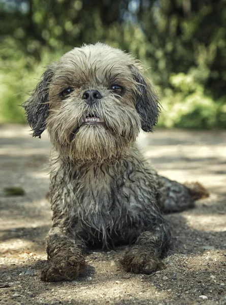 Dirty muddy dog laying down. toned photo — Stock Photo, Image