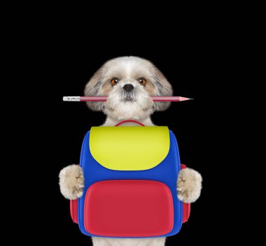 köpek itaat okulu - shitzu siyah izole bir çanta