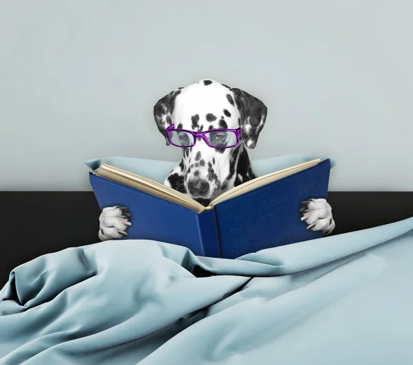 Lindo perro dálmata leyendo un libro en la cama — Foto de Stock