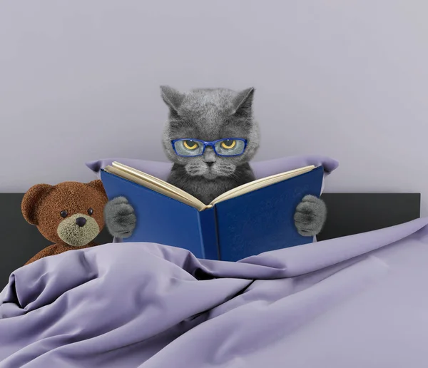 Cute cat reading a book in bed