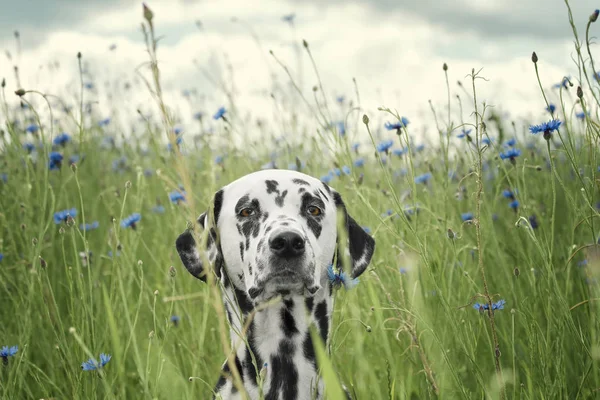 Bonito cachorro cão dálmata feliz sentado na grama fresca de verão — Fotografia de Stock