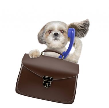 Office çalışan işadamı shitzu köpek ile bavul ya da beyaz izole çanta