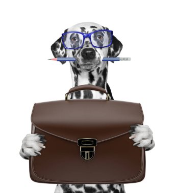işadamı Dalmaçyalı köpek ile bavul ya da beyaz izole çanta