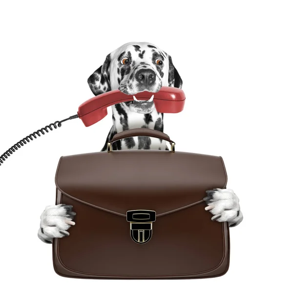 Lindo trabajador de oficina hombre de negocios perro con maleta o bolsa aislada en blanco — Foto de Stock