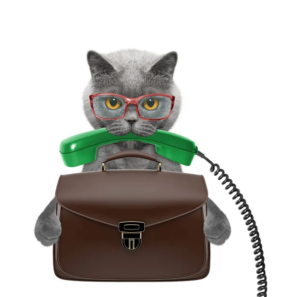 Офіс працівник бізнесмен кіт з валізою або сумкою ізольовані на білому — стокове фото