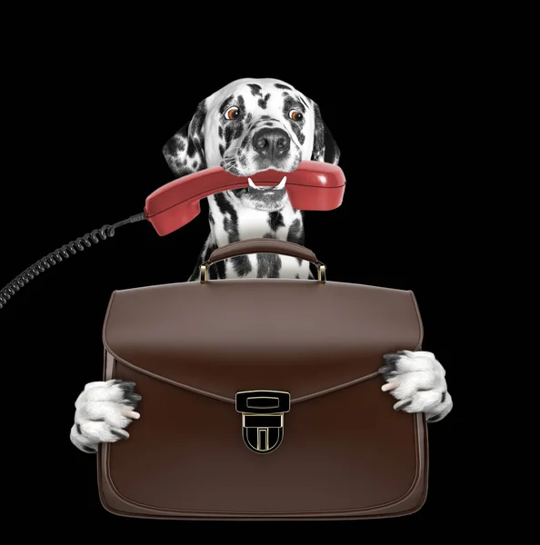Χαριτωμένο Γραφείο εργαζόμενος επιχειρηματίας σκυλί με βαλίτσα ή τσάντα που απομονώνονται σε μαύρο — Φωτογραφία Αρχείου
