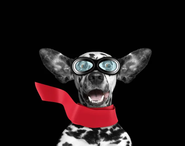 Милий далматинський собака літає вухами, як супергерой. Ізольовані на чорному — стокове фото