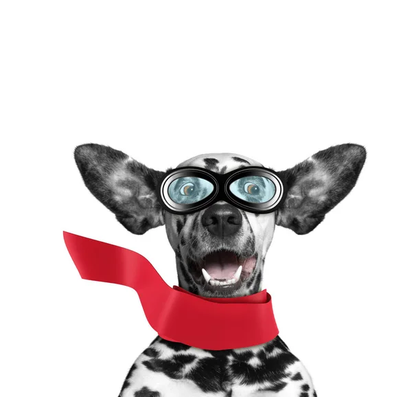Sevimli Dalmaçyalı köpek kulakları ile uçan bir süper kahraman gibi. Beyaz izole
