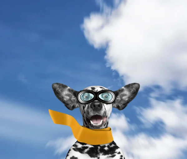 Dalmatian dog flying through the air with his ears — Stock Photo, Image