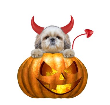 Cadılar Bayramı Balkabağı cadı şirin shitzu köpek - beyaz izole