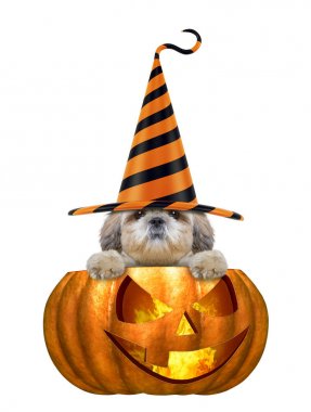 Cadılar Bayramı Balkabağı beyaz izole - oturan komik şapkalı şirin köpek