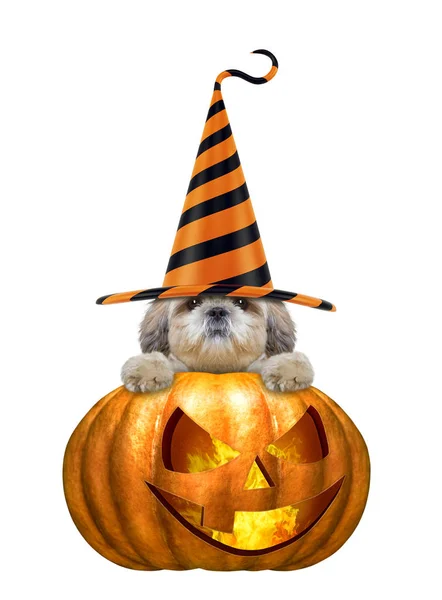 Halloween pumpkin witch cute dog in funny hat - isolated on white — Stock Photo, Image
