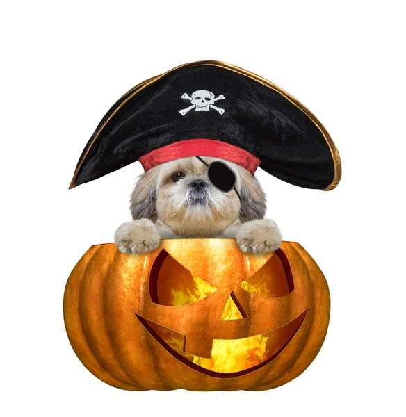 Halloween abóbora bruxa bonito cão shitzu em traje de pirata - isolado em branco — Fotografia de Stock