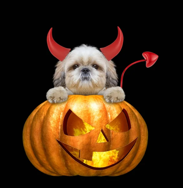 Cadılar Bayramı Balkabağı cadı şirin shitzu köpek - siyah izole