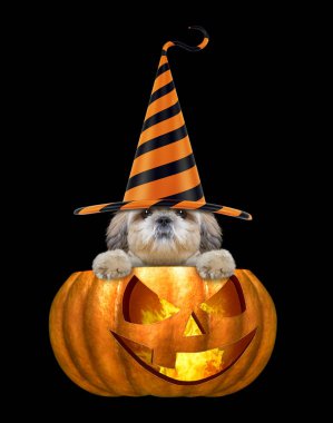 Cadılar Bayramı Balkabağı - siyah izole oturan komik şapkalı şirin köpek