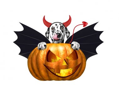 Cadılar Bayramı Balkabağı ile sevimli Dalmaçyalı köpek yarasa kılık - beyaz izole