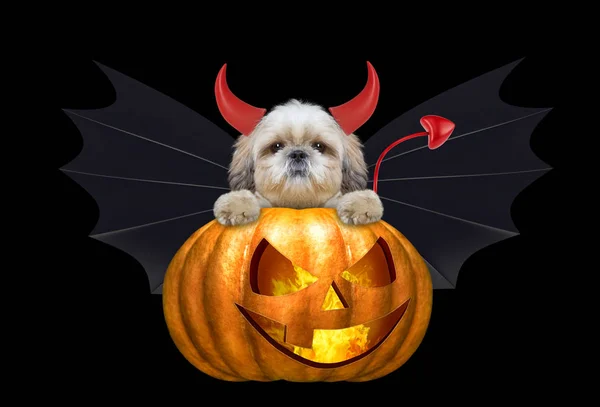 Halloween abóbora bruxa bonito cão shitzu em traje de morcego - isolado em preto — Fotografia de Stock
