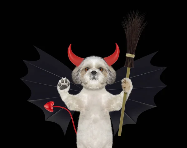 Söt halloween hund i bat devil kostym med kvast - isolerad på svart — Stockfoto