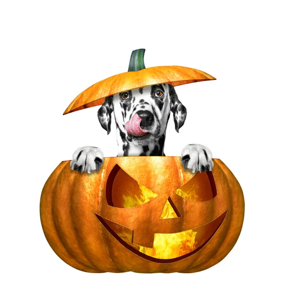 Abóbora halloween com cão bonito - isolado em branco — Fotografia de Stock