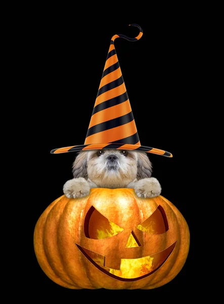 Halloween pumpkin witch cute dog in funny hat - isolated on black — Stock Photo, Image