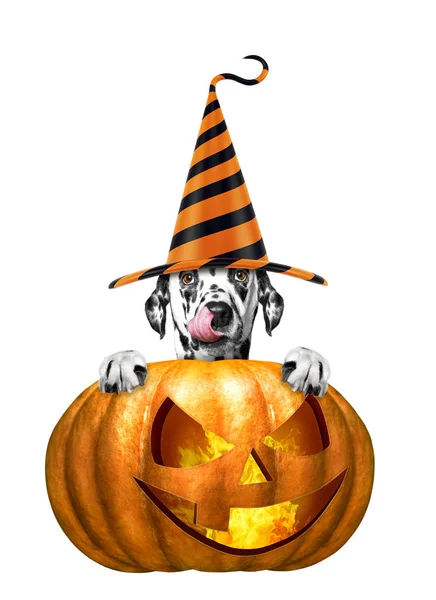 Calabaza de halloween con lindo perro en sombrero divertido - aislado en blanco — Foto de Stock