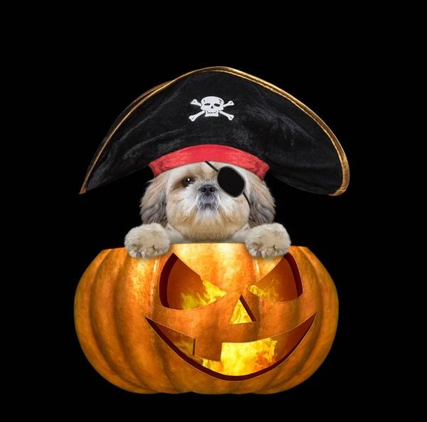 Halloween abóbora bruxa bonito cão shitzu em traje de pirata - isolado em preto — Fotografia de Stock