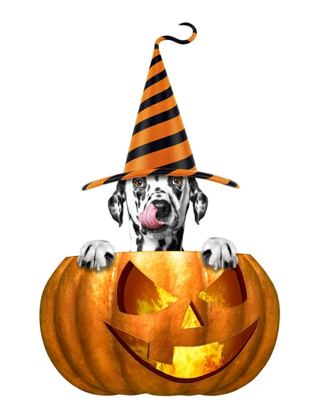 Lindo perro en sombrero divertido sentado en la calabaza de halloween - aislado en blanco — Foto de Stock