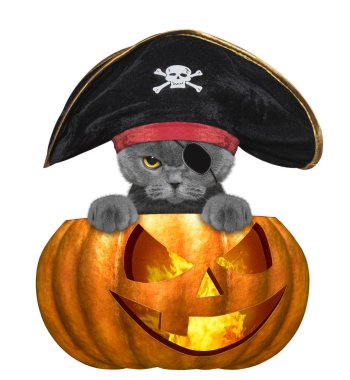 Cadılar Bayramı Balkabağı beyaz izole korsan kostüm - şirin kedi ile