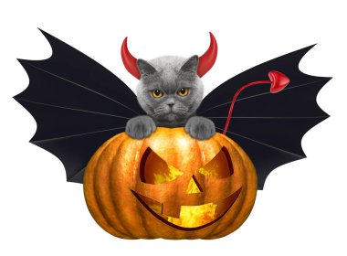 Cadılar Bayramı Balkabağı yarasa kılık - beyaz izole şirin kedi ile