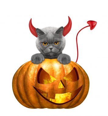 Cadılar Bayramı Balkabağı beyaz izole şirin kedi ile-