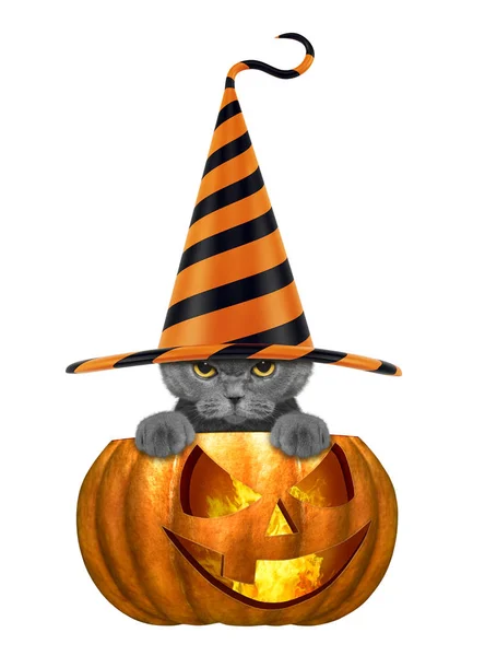 Gato bonito em chapéu engraçado sentado na abóbora halloween - isolado em branco — Fotografia de Stock
