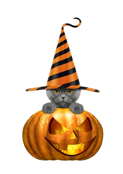 Abóbora halloween com gato bonito em chapéu engraçado isolado em branco — Fotografia de Stock