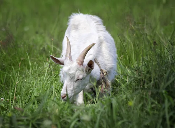 แพะขาวตัวน้อยที่อยู่บนทุ่งหญ้า — ภาพถ่ายสต็อก