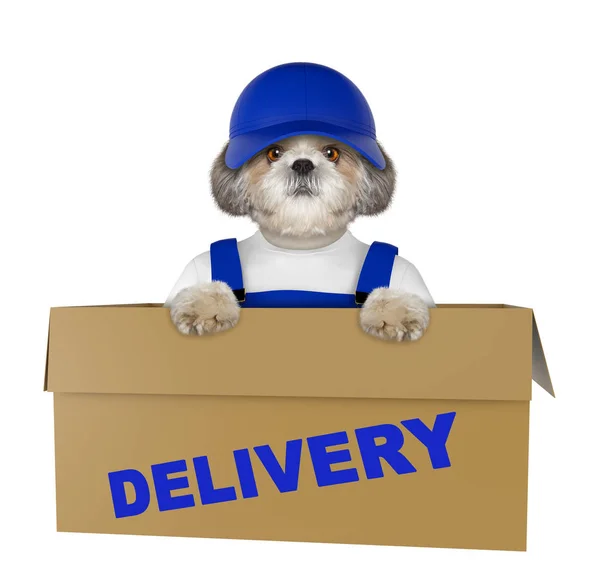 Почта говно собака в очень большой движущейся коробке. Изолированные на белом — стоковое фото