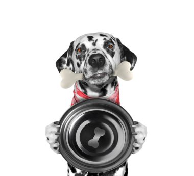 Aç Dalmaçyalı köpek gıda kase ve kemik içinde onun ağız. Beyaz izole