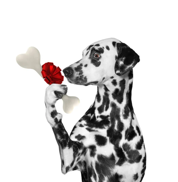 Cão dálmata faminto olhando osso com surpresa. Isolado em branco — Fotografia de Stock