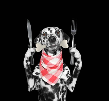 Aç Dalmaçyalı köpek bıçak, çatal ve kemik içinde onun ağız. Siyah izole