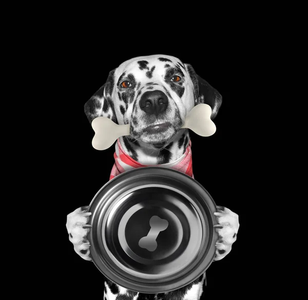 Голодний далматинський собака з харчовою мискою і кісткою в роті. Ізольовані на чорному — стокове фото