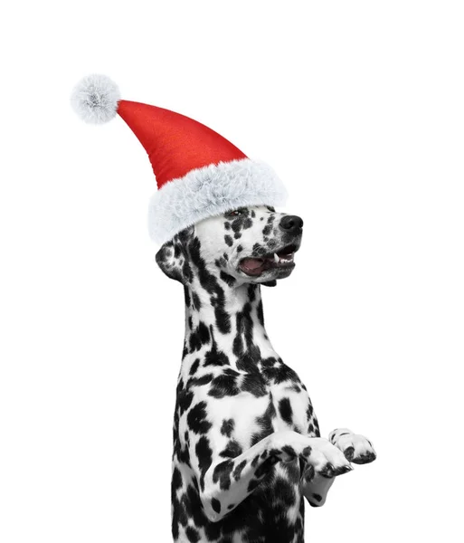 Santa Claus perro dálmata sentado y sonriendo con sombrero de año nuevo. Aislado sobre blanco —  Fotos de Stock