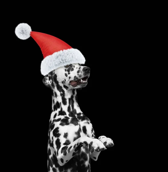 Santa Claus perro dálmata sentado y sonriendo con sombrero de año nuevo. Aislado en negro —  Fotos de Stock