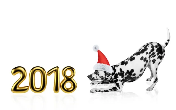 Noel şapka 2018 yakınındaki sevimli Dalmaçyalı köpek. Beyaz izole — Stok fotoğraf