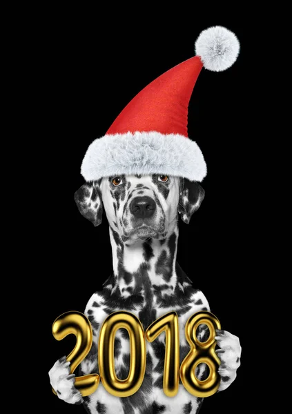 Sevimli Dalmaçyalı köpek 2018 tutan Noel şapkalı. Siyah izole — Stok fotoğraf