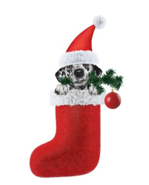 Noel ağacı ve topu ile Dalmaçya köpek. Beyaz izole