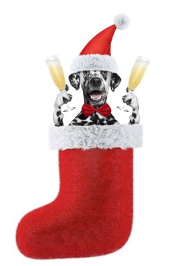 Bir xmas tatil bir kadeh şampanya ile sevimli Dalmaçyalı köpek