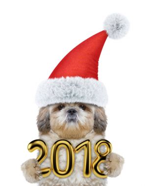 Noel şapka 2018 tutan şirin shitzu köpek. Beyaz izole