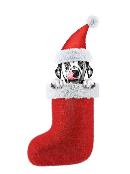 Dog in a hat of Santa Claus in stocking. Isolated on white — Stock Photo, Image