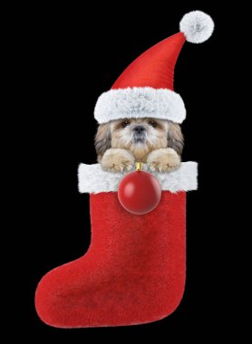 Shitzu köpek Noel çorap ve top ile. Siyah izole