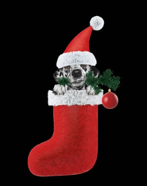 クリスマス ツリーとボールでダルメシアン犬。黒の分離 — ストック写真