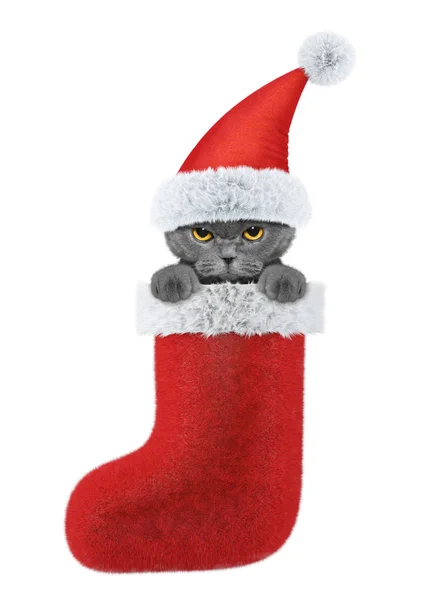 Gato en un sombrero de Santa Claus en medias. Aislado sobre blanco —  Fotos de Stock