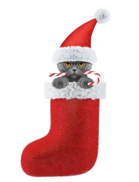 Χαριτωμένο γάτα με χριστουγεννιάτικα γλυκά στην κάλτσα. Απομονωμένα σε λευκό — Φωτογραφία Αρχείου